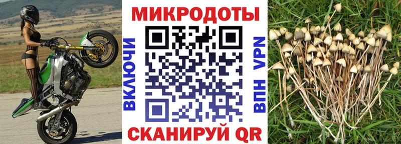 хочу   Нелидово  Галлюциногенные грибы GOLDEN TEACHER 